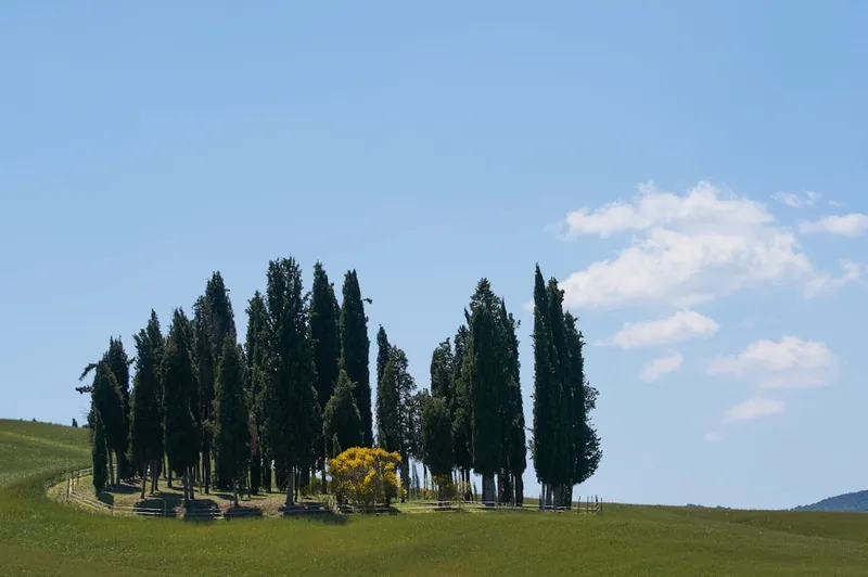 green pine trees on green grass field under blue sky during daytime